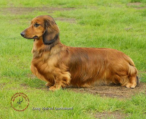 Dachshund 9R086D-033.JPG